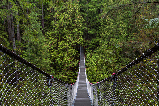 Woodland trails through Lynn Canyon park, located in beautiful British Columbia.