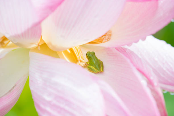 Japanese tree frog
