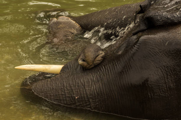 istock 6th April, 2022, Dhupjhora, West Bengal, India: An elephant enjoying bathing at river with selective focus. 1392455731