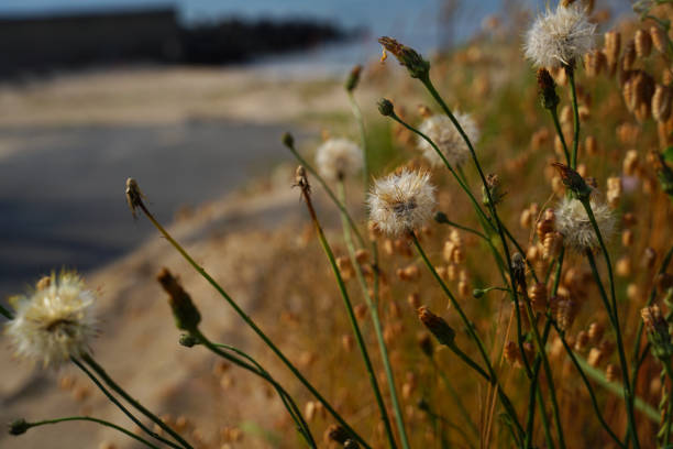 Withered dandelion flowers and fluff dyed in the setting sun