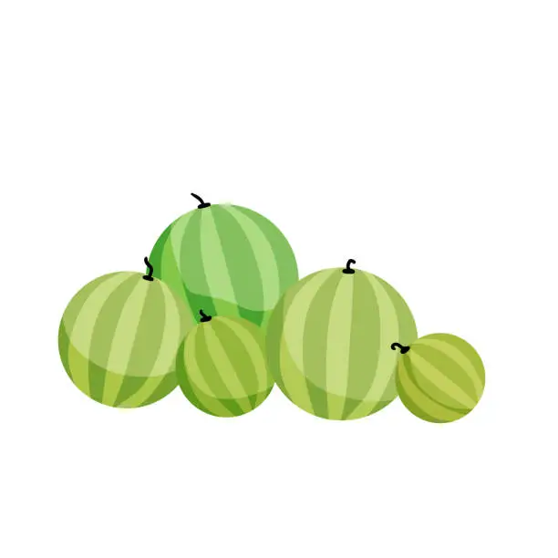 Vector illustration of Bunch of watermelons. Pile of summer fruits.