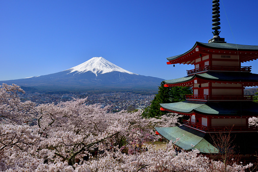 Fuji-Yoshida City, Yamanashi Prefecture, Japan-April 12, 2022:
Mt. Fuji and Five-story Pagoda called Churei-to in cherry blossom season, taken at Arakurayama Sengen Park, located in Fuji-yoshida city, Yamanashi Prefecture. The park is open to the public free of charge.
The pagoda was constructed in 1959 to commemorate those who died in the World War II.
You have to go up 398 steps to the pagoda from the foot of the hill, where Arakura Fuji Sengen Shrine is located.
Arakura Fuji Sengen Shrine was erected in 705, and is one of about 1,300 Sengen shrines which were erected in honor of the deity of Mt. Fuji. This place is very popular among tourists from both Japan and overseas for its wonderful view, combining typical Japanese symbols of Mt. Fuji, Pagoda and cherry blossom.