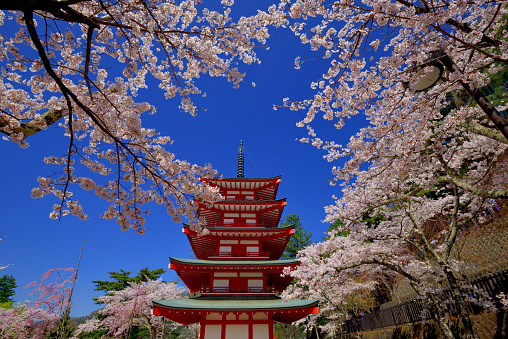 Cherry blossoms in full bloom along the Meguro River