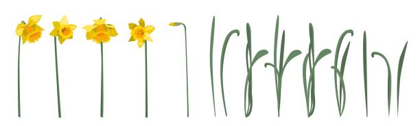 istock Set of yellow daffodil flowers with leaves and stems, isolated on white background 1392458248