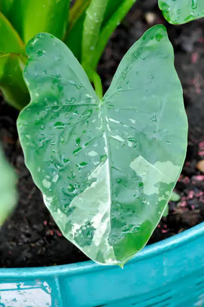 Alocasia, Alocasia macrorrhizos or Alocasia plant or bicolor alocasia or bicolor leaf