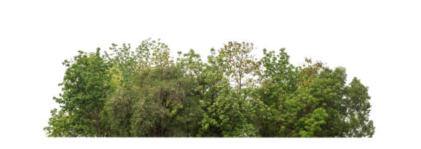 istock Green Trees isolated on white background.are Forest and foliage in summer for both printing and web pageswith cut path and alpha channel 1392459520