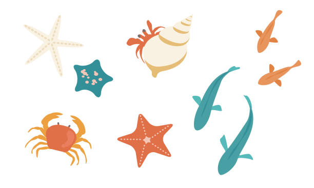 ilustrações, clipart, desenhos animados e ícones de ilustração vetorial de criaturas litorâneas isoladas no fundo. - caranguejo marisco