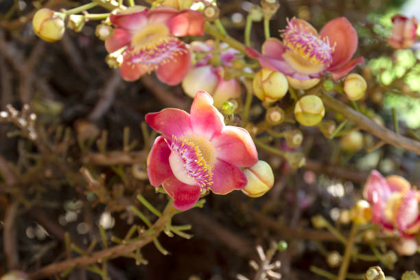 istock Cannonball Tree flower with blurred background, Sal tree 1392461174
