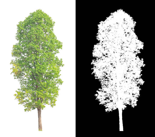 tree isolated on white background with clipping path and alpha channel