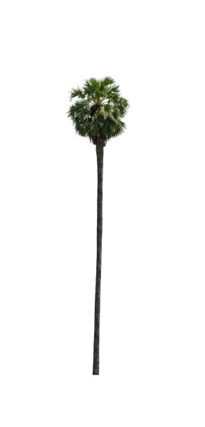 istock sugar palm that are isolated on a white background are suitable for both printing and web pages 1392461773