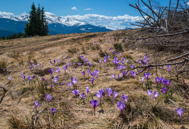 istock Blooming purple violet Crocus heuffelianus (Crocus vernus) alpine flowers on spring Carpathian mountain plateau, Ukraine. 1392461832