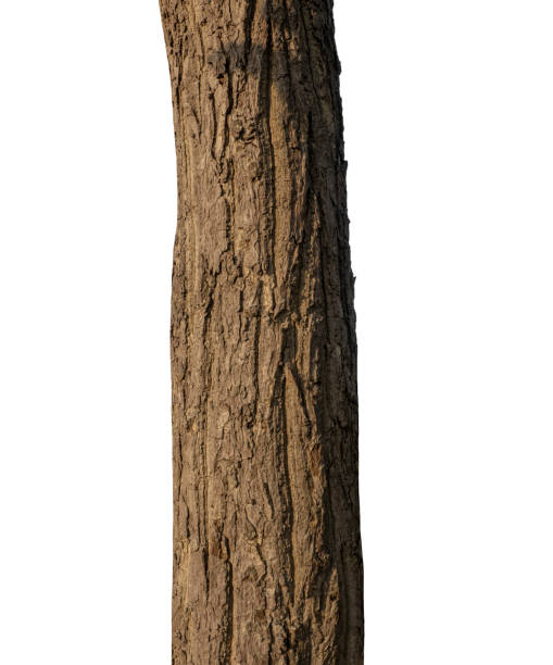 istock Trunk of a Tree Isolated On White Background 1392464768