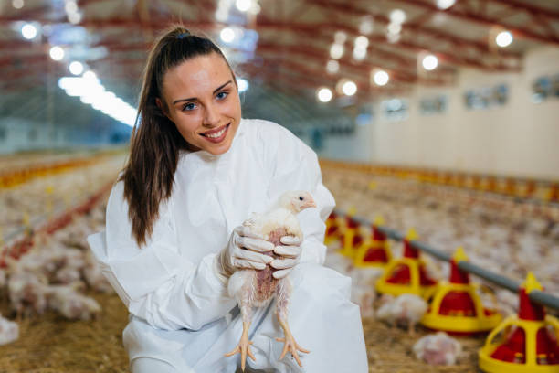 istock woman working in chicken farm 1392465734