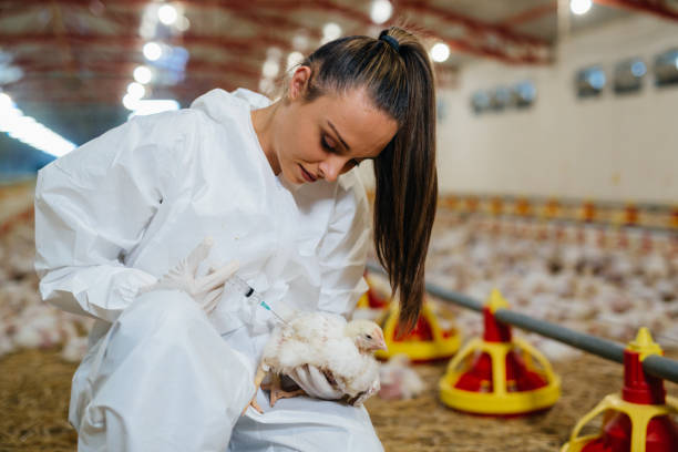 istock woman working in chicken farm 1392465736