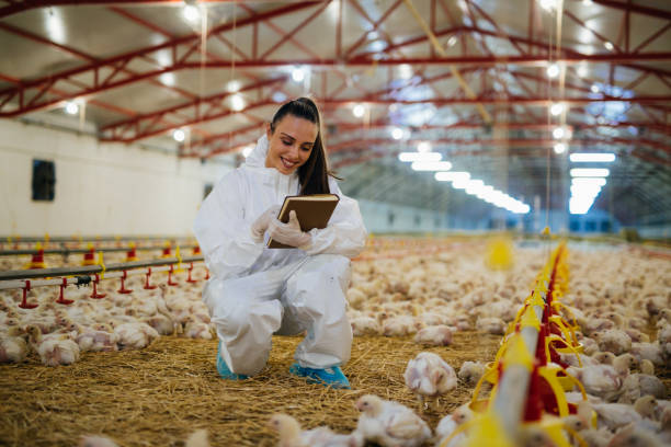 istock woman working in chicken farm 1392465746