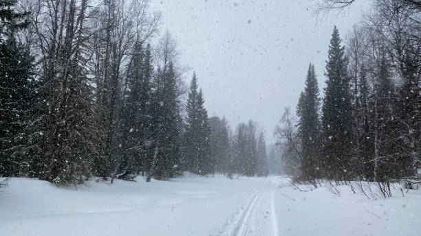 istock Heavy snowfall and blizzard in winter beautiful forest. Winter forest landscape. 1392465997