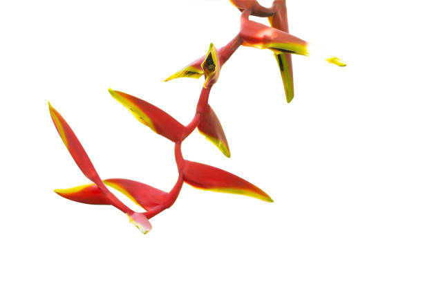 istock HELICONIA BIHAI flower 1392466312