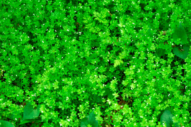 Fresh green leaves and small flowers in springtime with shallow depth of field.