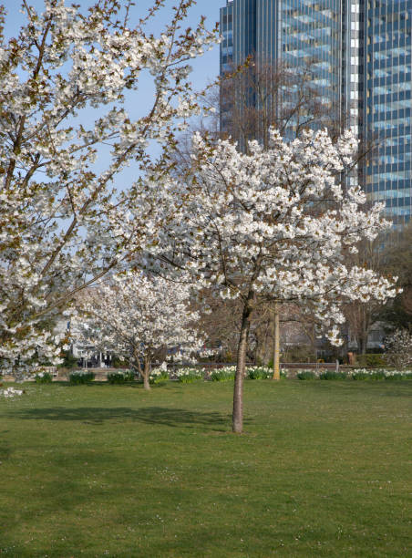 istock flowering on the tree spring park nature landscape 1392466455