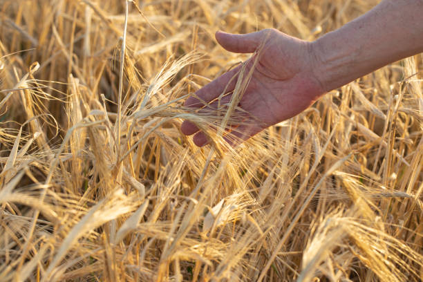 istock A man's hand touches drooping ripe wheat ears close-up. 1392467304