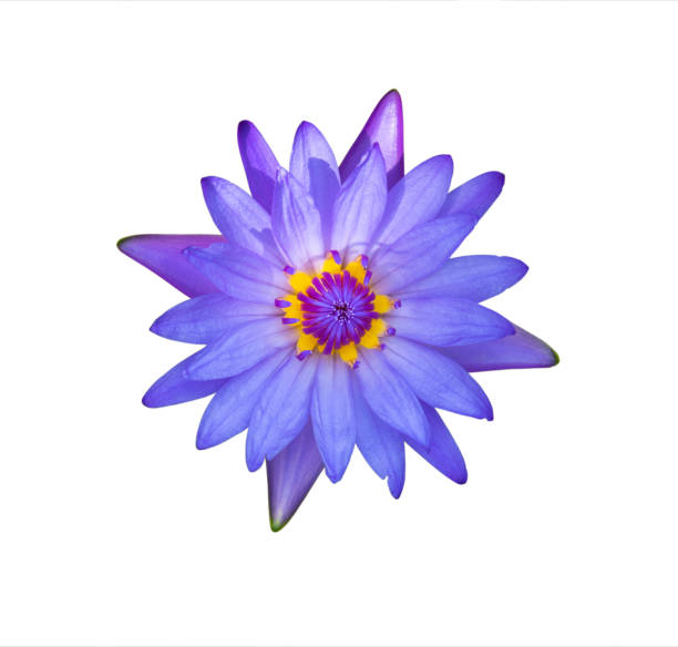 istock isolated purple lotus on white background 1392467487