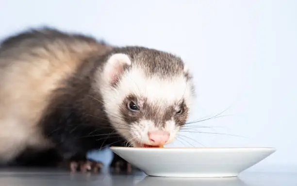 A domestic ferret eats a quail egg. With porcelain dishes. Animal color - standard.