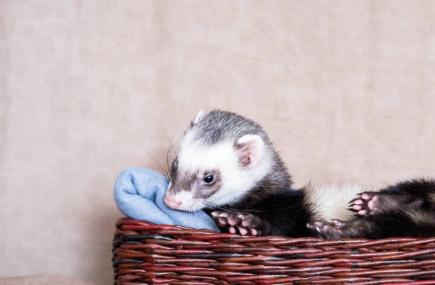 istock funny ferret sit on the bed 1392468452