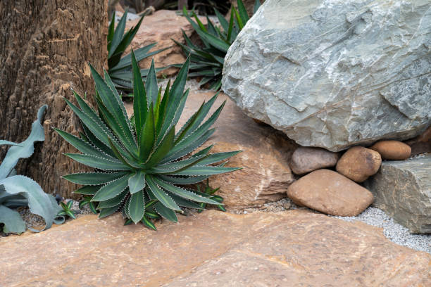 Agave, succulent plant with dark green leaves and white sharp spines at the edges. Ornamental plant in the rock garden.