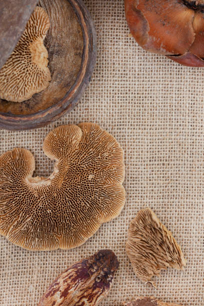 istock dried fungus still life 1392468673