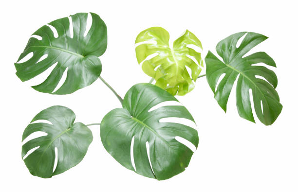 istock Monstera leaf isolated on white background.  Split leaf Philodendron plant isolated on white background. 1392469362