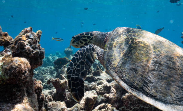 istock Hawksbill turtle swimming over the reef, Maldives 1392471220