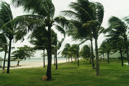 Palm trees on the seashore in windy weather.
