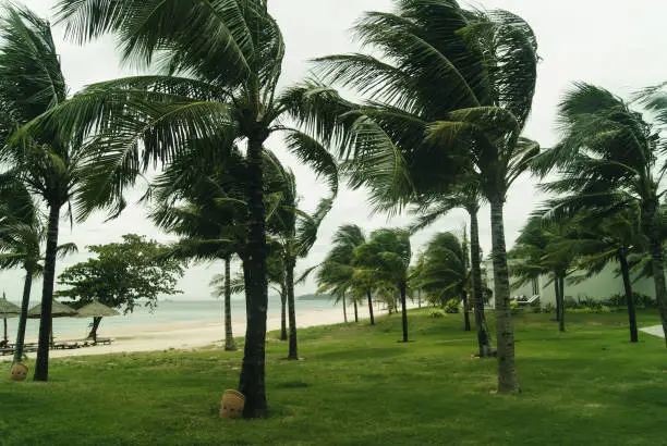 Photo of Palm trees on the seashore in windy weather.