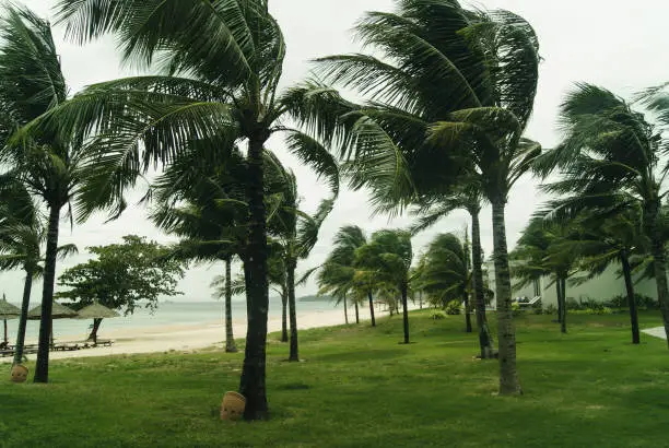 Palm trees on the seashore in windy weather. Tropical breeze.