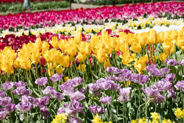 istock Tulip plantation in Netherlands. 1392472658