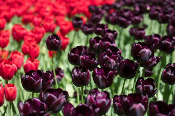 black tulip in tulips field