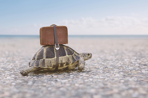 Turtle with suitcase on a back. Toned image, selective focus.