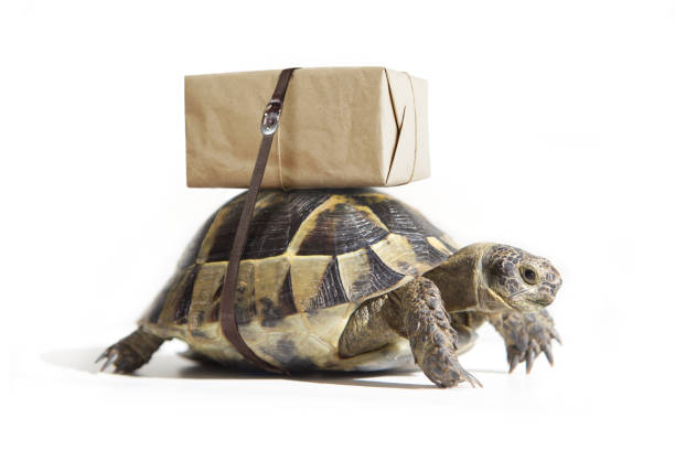 istock Turtle with shipping box on a back, isolated on white. Delivery concept. Selective focus. 1392473388