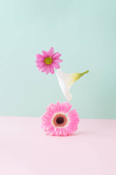 istock Flowers in balance lined up on a pink background. 1392474806