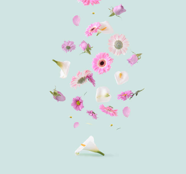 Beautiful pink, purple and white flowers on a pastel green background. Beautiful pink, purple and white flowers on a pastel green background. Spring pastel flying flowers aesthetic concept. Gerbera, rose, calla lilly and others flowers floating in the air. fall flower stock pictures, royalty-free photos & images