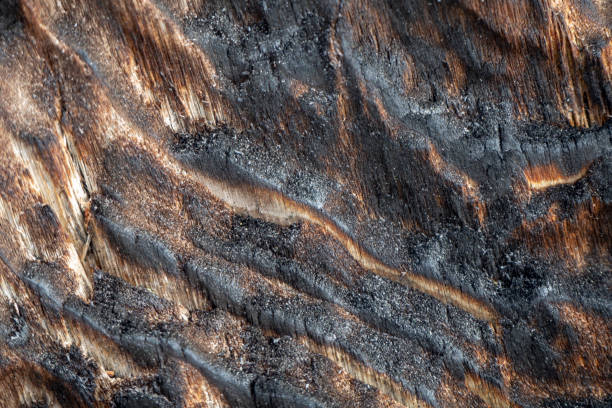 istock Burnt wood closeup. Burnt wood texture. Abstract background. 1392474836
