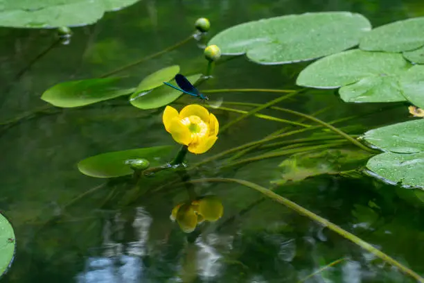 Nuphar lutea. Yellow flower on the surface of the water. Aquatic Plants.
