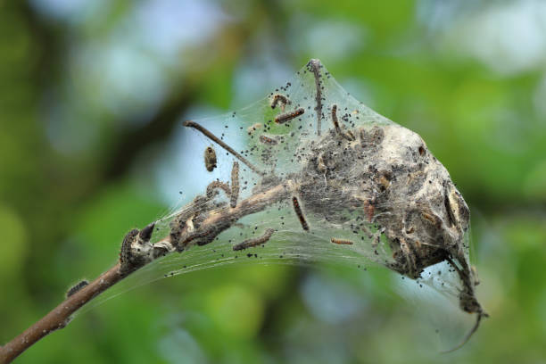 braunschwanzraupen (euproctis chrysorrhoea) an einem ast eines birnbaums im winter nisten raupen. wichtige schädlinge vieler bäume und sträucher einschließlich obstbäume. - man made material fotos stock-fotos und bilder