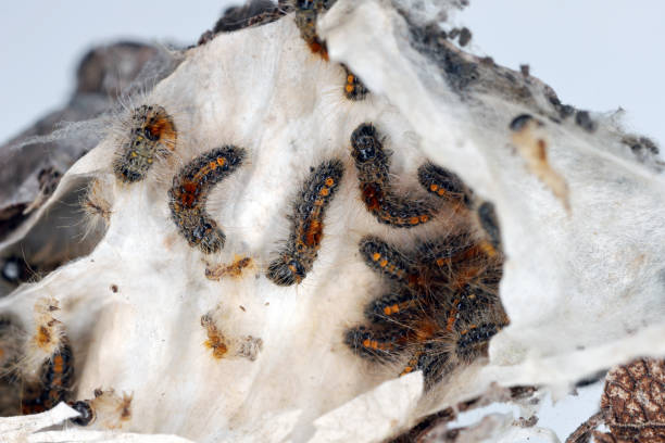 braunschwanzraupen (euproctis chrysorrhoea) an einem ast eines birnbaums im winter nisten raupen. wichtige schädlinge vieler bäume und sträucher einschließlich obstbäume. - man made material fotos stock-fotos und bilder