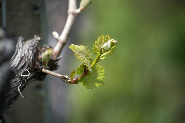 istock vine leaves growing in a vineyard landscape 1392478141