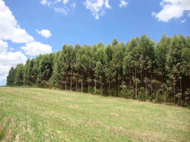 Soybean plantation and Eucalyptus forest in Brazil Soybean plantation and Eucalyptus forest in Coronel Vivida, Paraná, Brazil agroforestry stock pictures, royalty-free photos & images