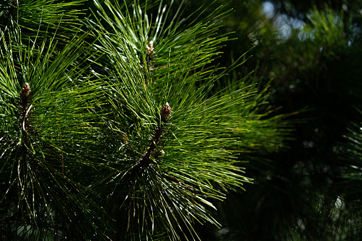 Pine needles