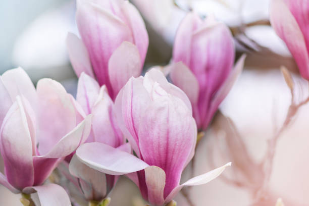 istock Beautiful blooming magnolia branch in spring closeup. 1392480134