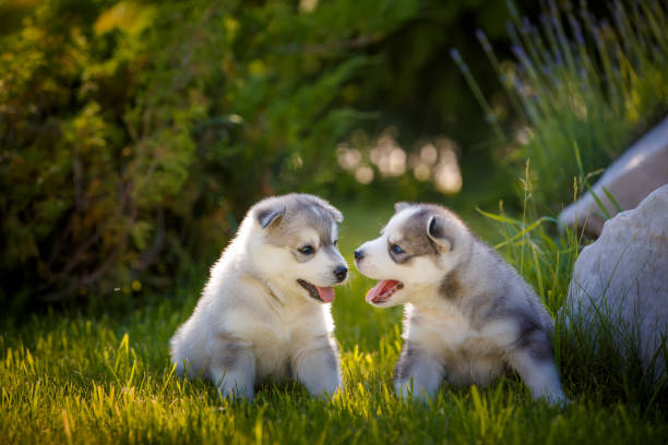 istock happy labrador puppy outdoors 1392480147