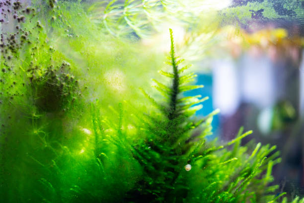 Theodoxus snail cleans a dirty aquarium overgrown with algae, home aquarium with a compsopogon